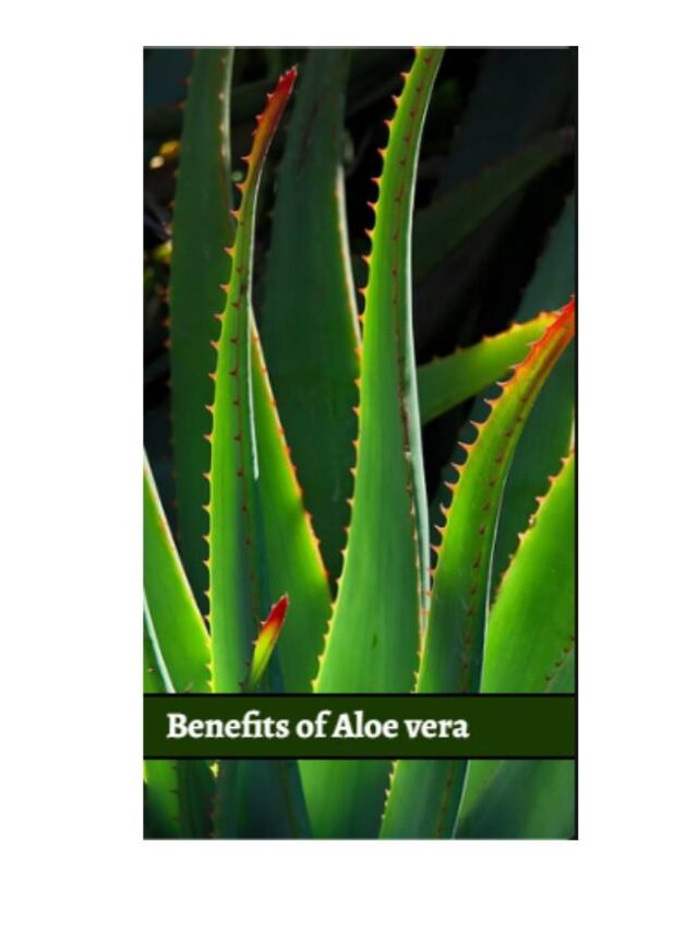 Aloe Vera Benefits