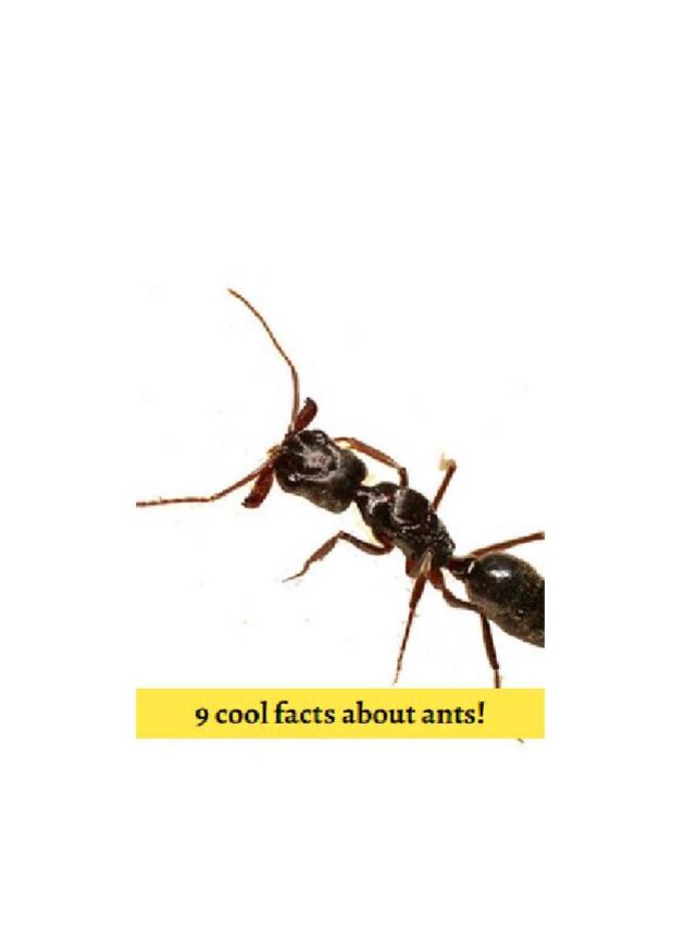 Cool facts about ants