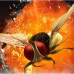 Rajamouli's Eega to be adapted as a TV series