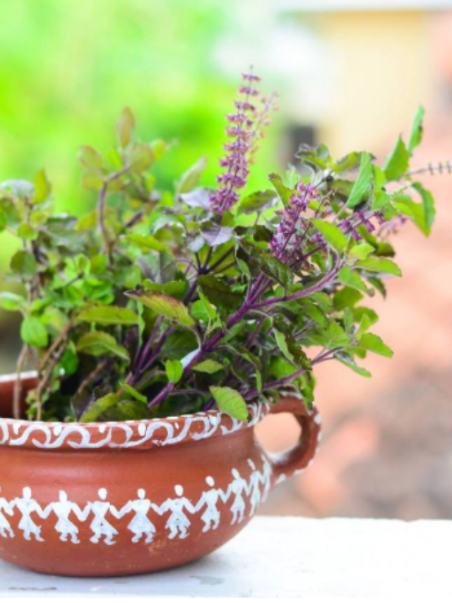 Tulsi Benefits